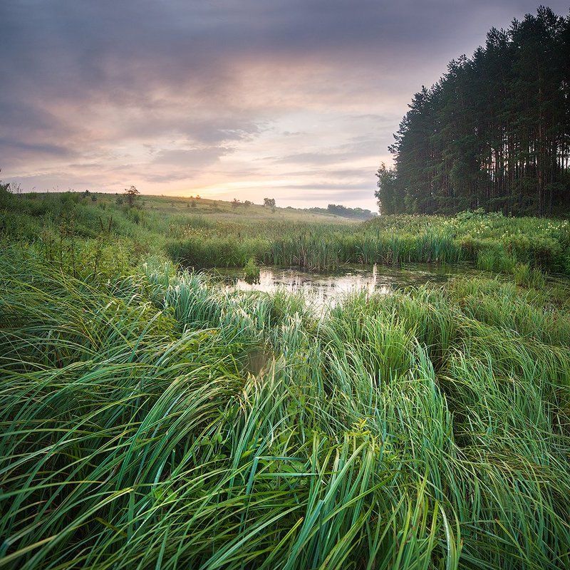 пейзаж, болото, утро Осока фото превью