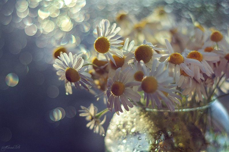 ромашки, макро, капли, боке Camomile dreamsphoto preview