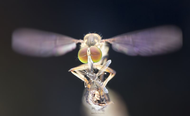 #macro#robberfly#prey#colors Robber Fly With Prey 170912Aphoto preview