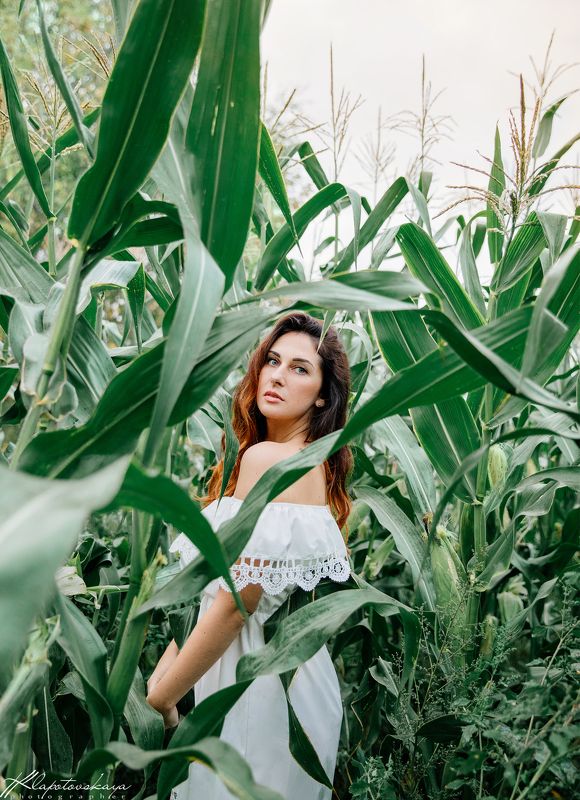 Кукурузные поляphoto preview