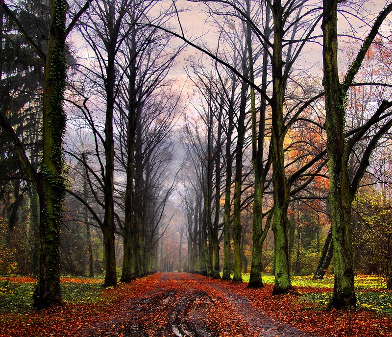 Autumn in the parkphoto preview