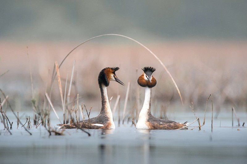 Ухаживанияphoto preview