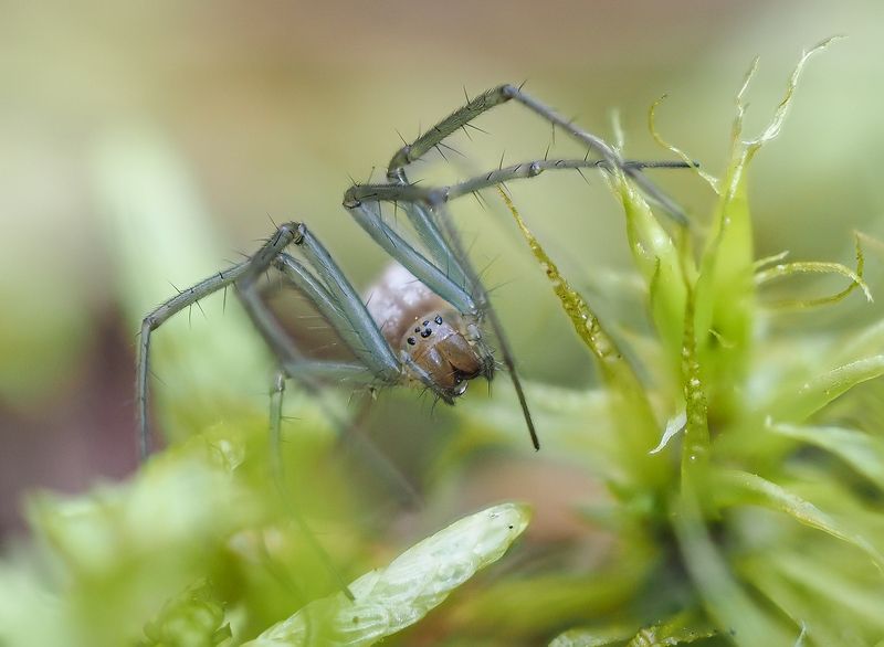 Паучокphoto preview