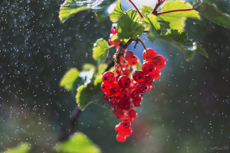 красная смородина, ягоды, лето, капли, боке Дары летаphoto preview