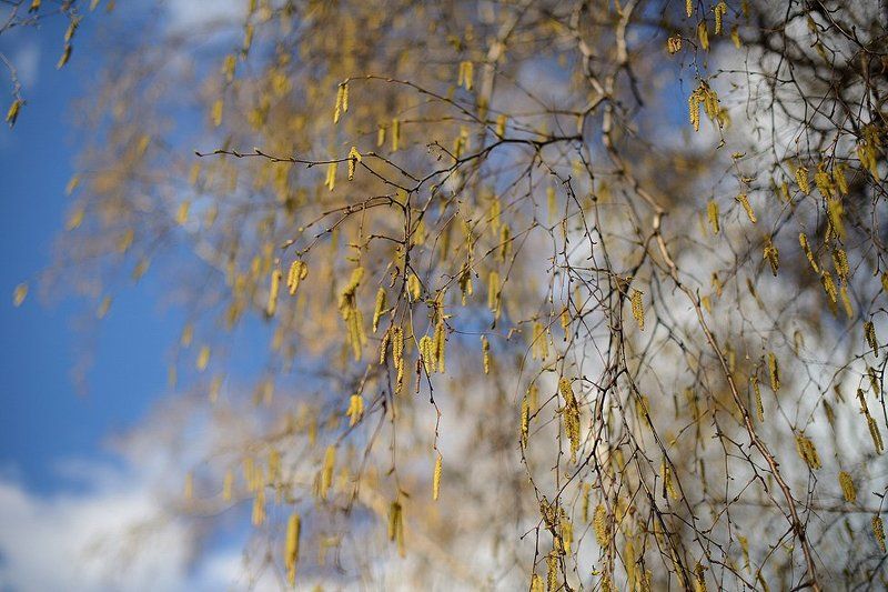 Легкость природыphoto preview