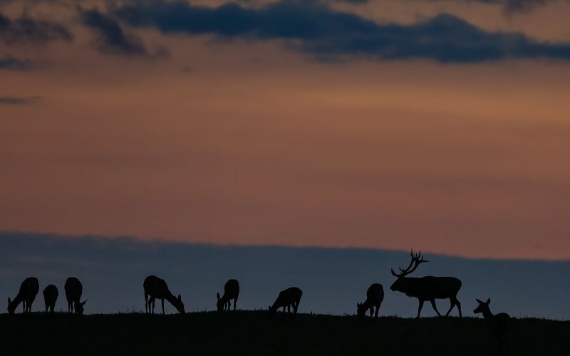 Гон. Благородный олень.photo preview
