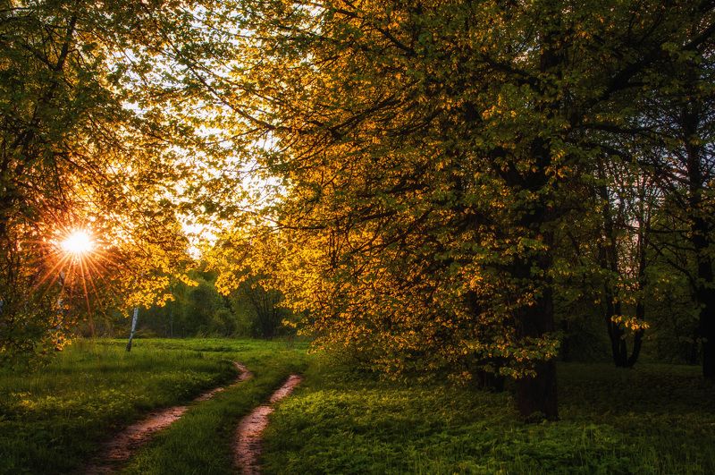 вечер, лес, солнце, закат, Прогулка по лесу фото превью