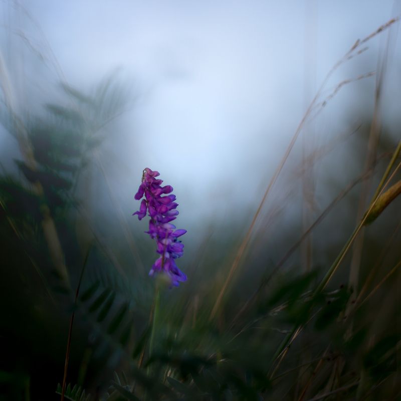 Loneliness.photo preview