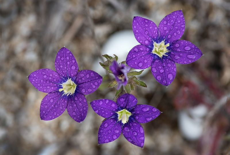 flowers, small, dew, blue Flowers on the dunesphoto preview