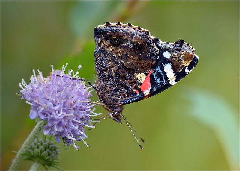 адмирал Осенний Адмирал...photo preview