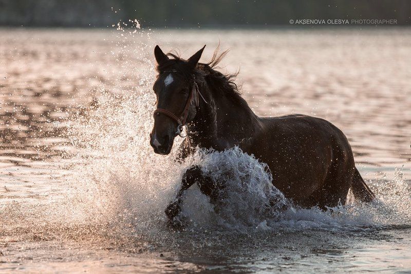 лошадь, брызги, вода, галоп Арагон купаетсяphoto preview