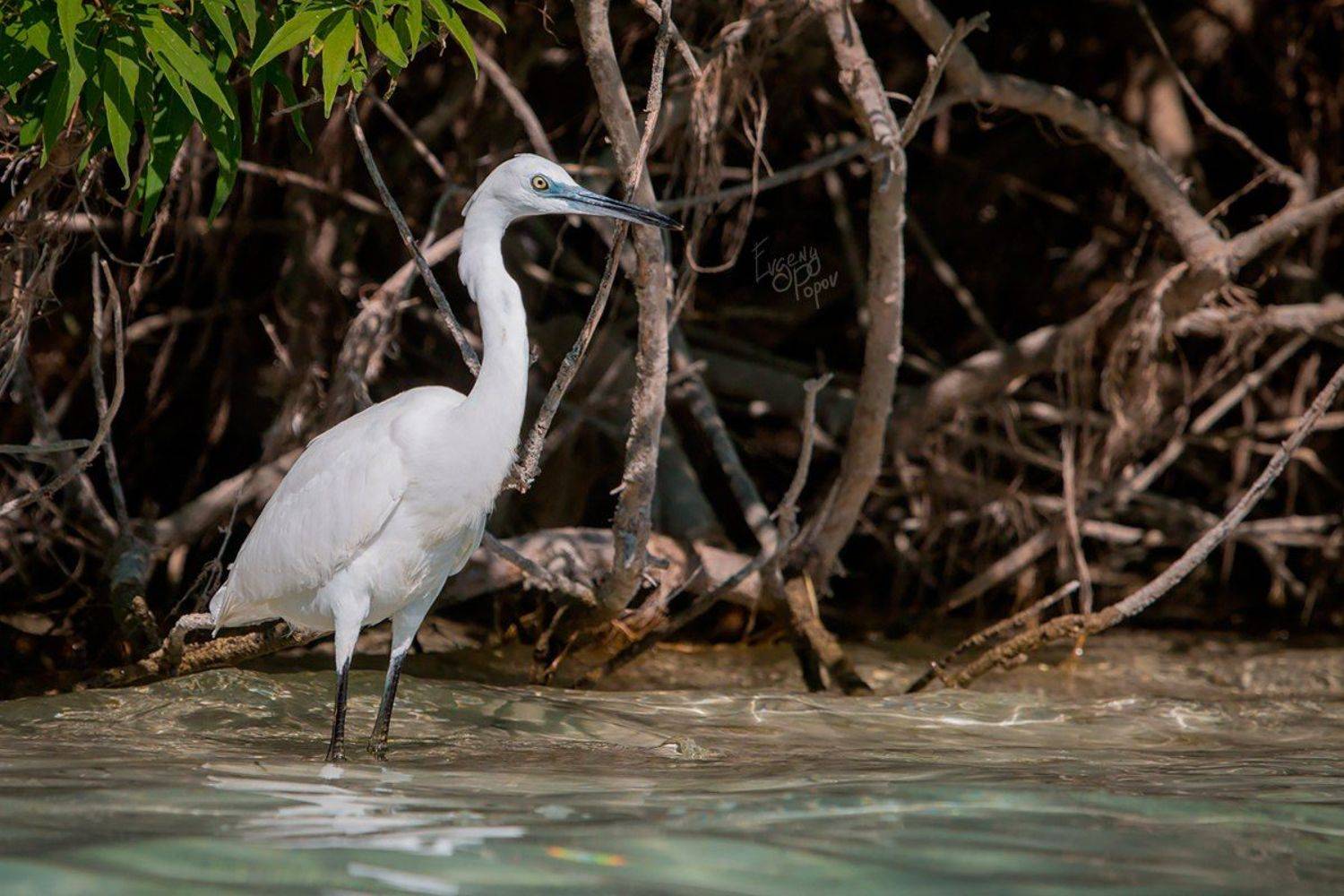 В ожидании обеда. Автор: Евгений Попов цапля, греция, крит, Евгений Попов