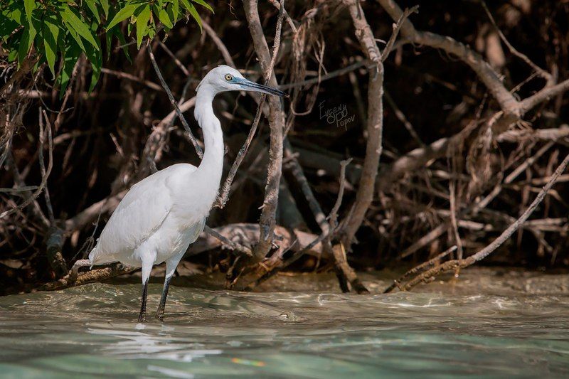 цапля, греция, крит В ожидании обедаphoto preview