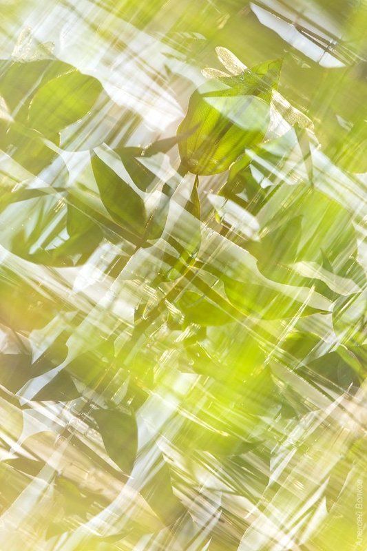 коромысло синее, стрекоза, природа Калейдоскопphoto preview