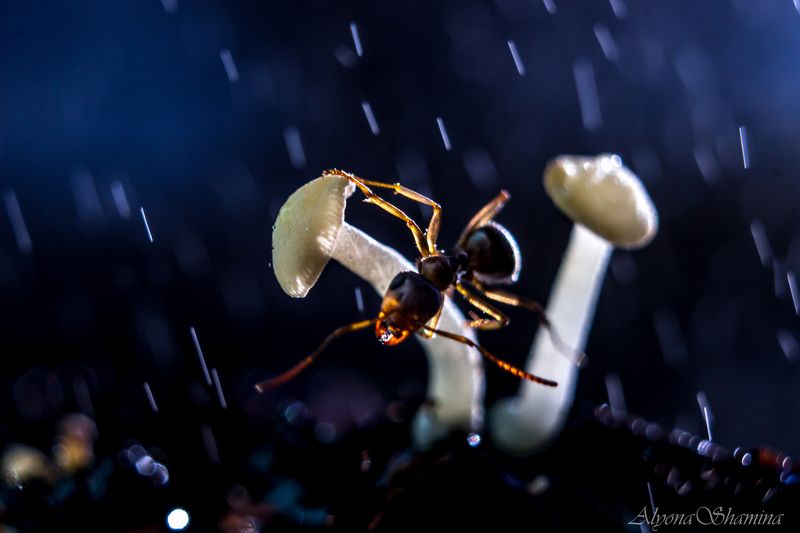 Под звёздным дождём...photo preview