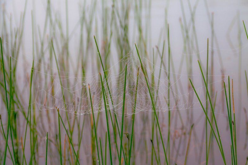 Сети расставленыphoto preview