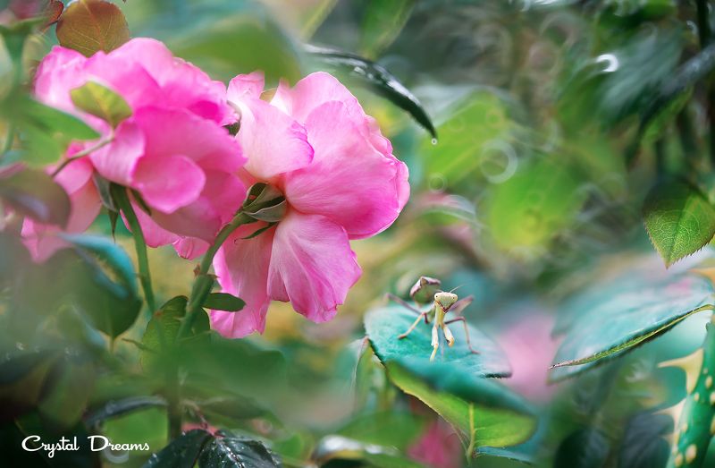 crystal dreams, macro, summer, color, art, nature, \