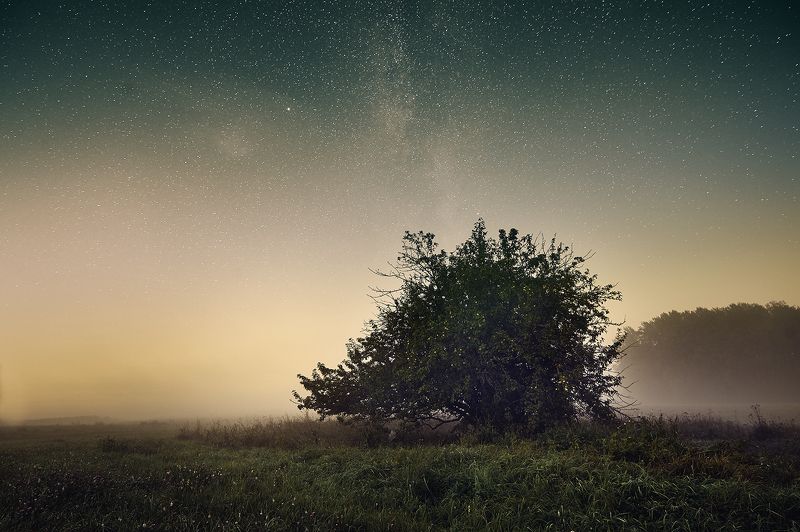 Дикая Яблоняphoto preview