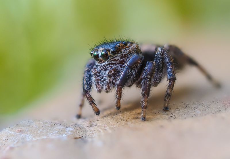 Паучокphoto preview