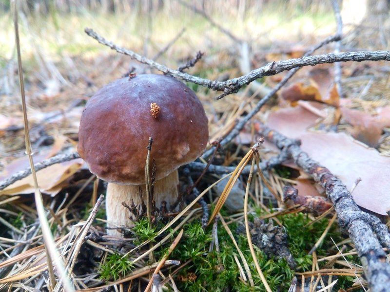 Грибалкаphoto preview