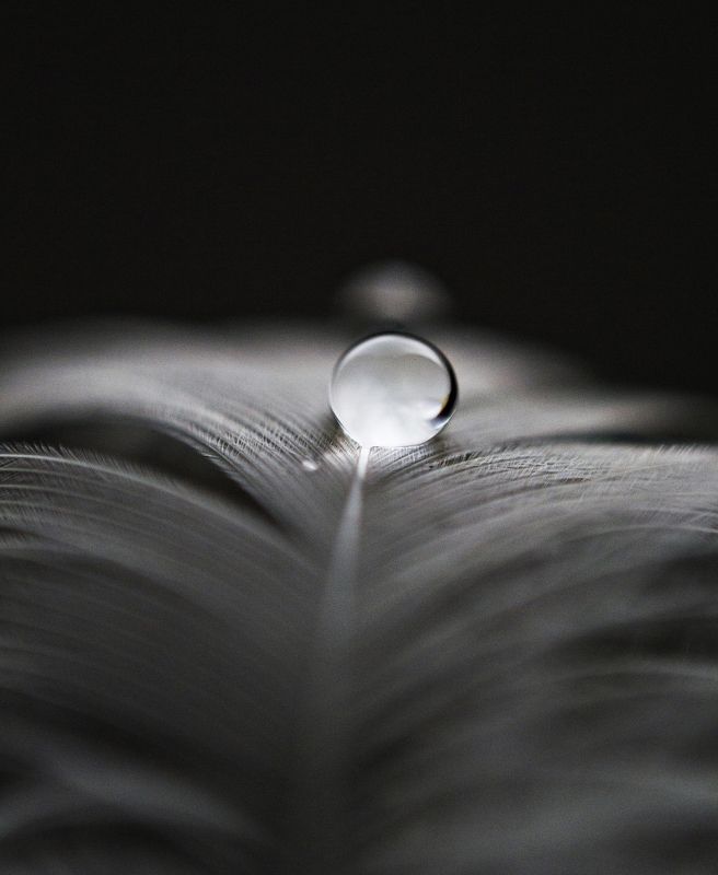 nature, macro. nikon, burbble macro*photo preview