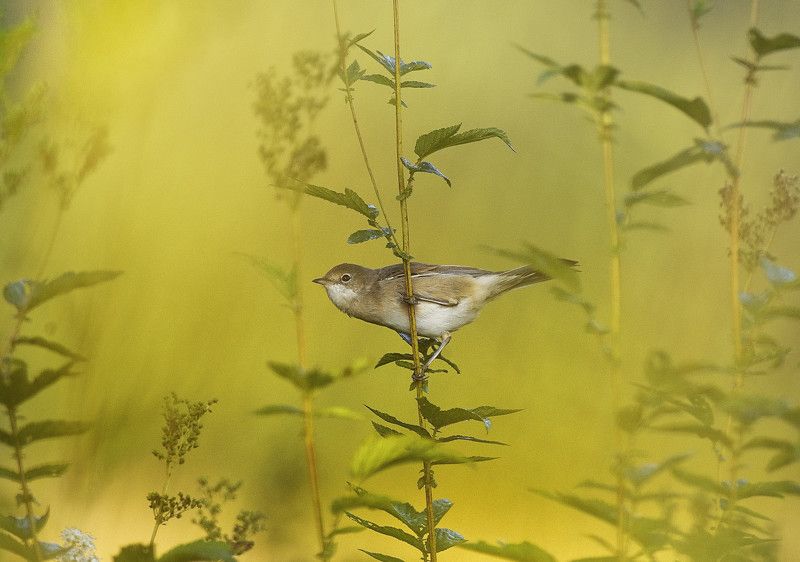 Акварельное утро фото превью