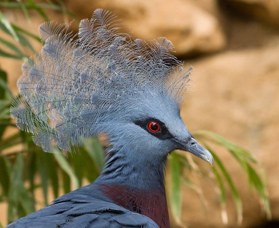 венценосный, голубь, Alena