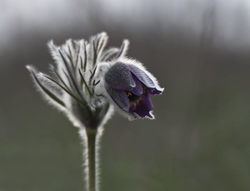 сон-трава,цветы Первенец...photo preview