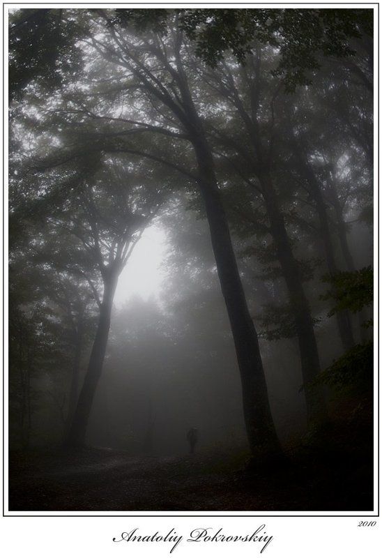 крым, лес, туман, бук, горы, эльх-кая, анатолий покровский Когда деревья были большимиphoto preview