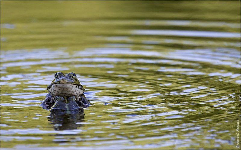 озёрные лягушки, дуэль самцов, Молчаливая дуэль фото превью