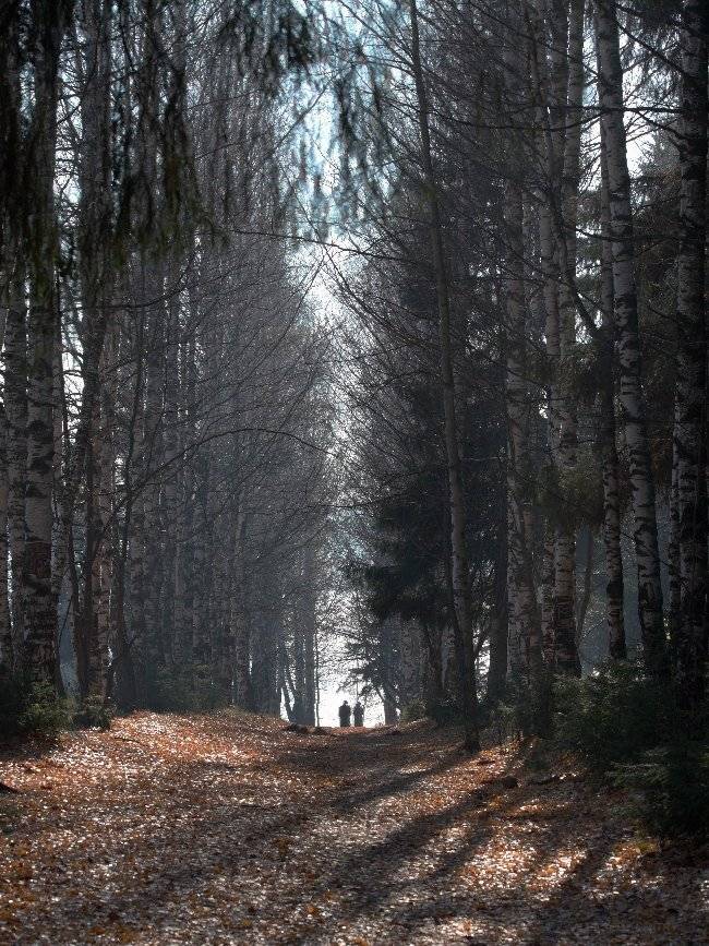 ОСЕННЕЕ НАСТРОЕНИЕ #2. Автор: Дмитрий Алексеев осень, Дмитрий Алексеев