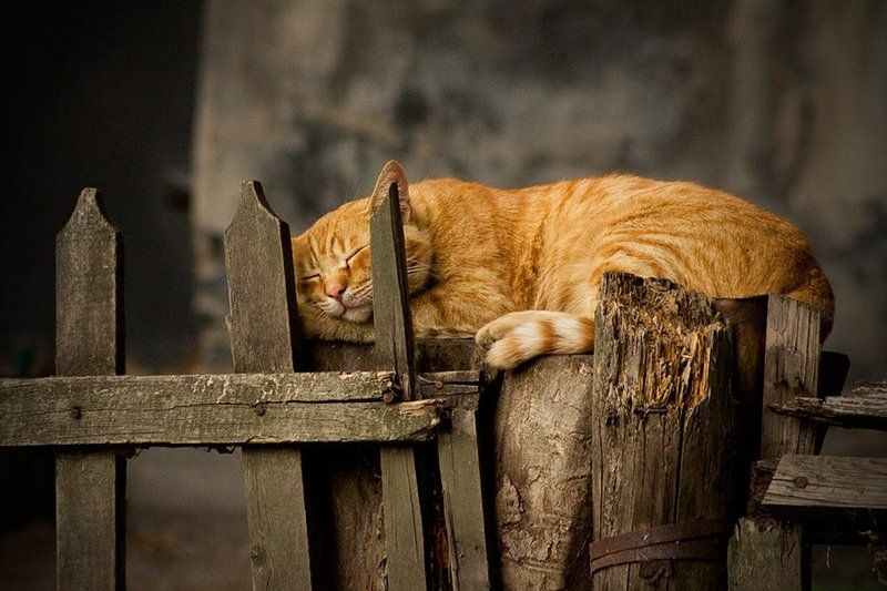 спящий, рыжый, кот Уютphoto preview