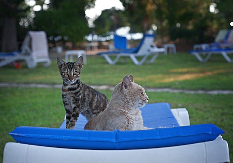 кот, глаза, коты место занятоphoto preview