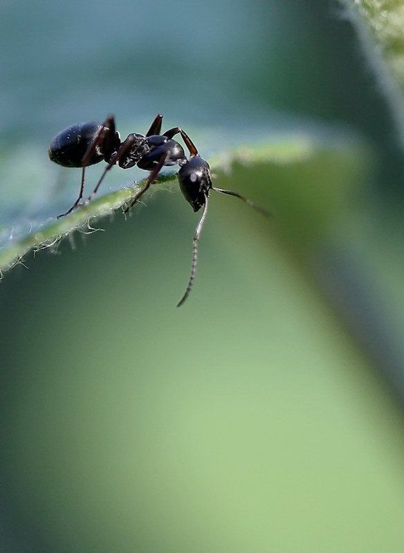 Кто там?photo preview