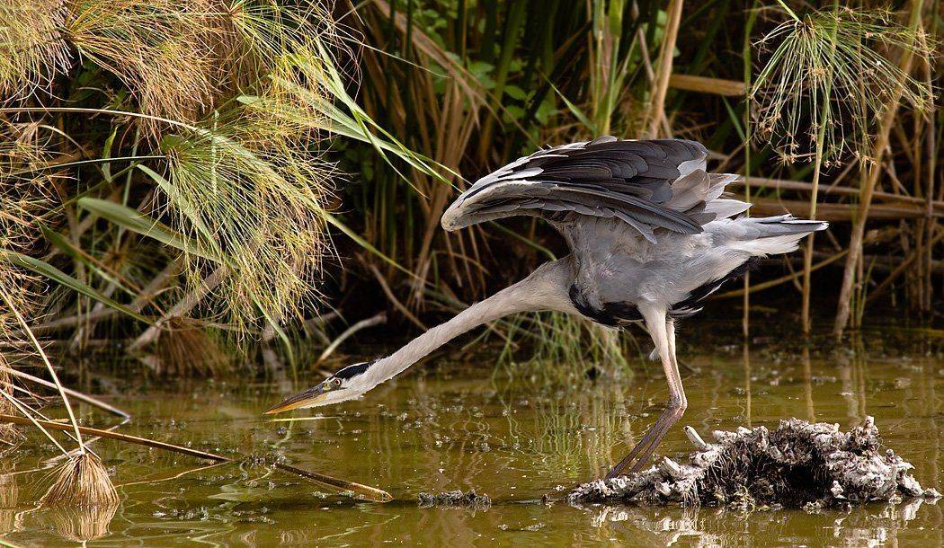 охотница. Автор: Alena серая, цапля, Alena