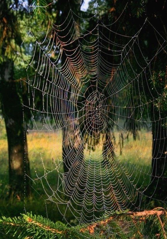 На мою полянку посторонним вход воспрещенphoto preview