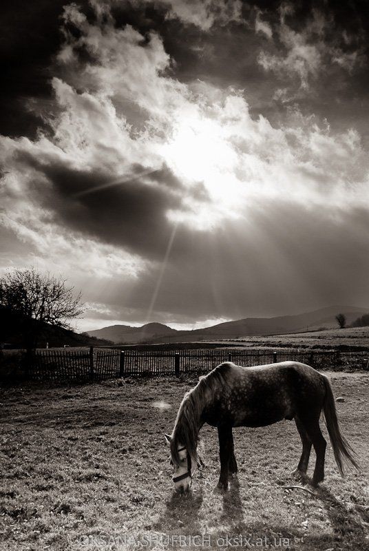 Pasture BWphoto preview