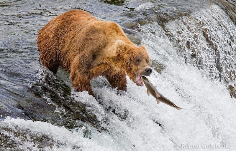 Лети рыбка, большая и маленькая. Аляскаphoto preview