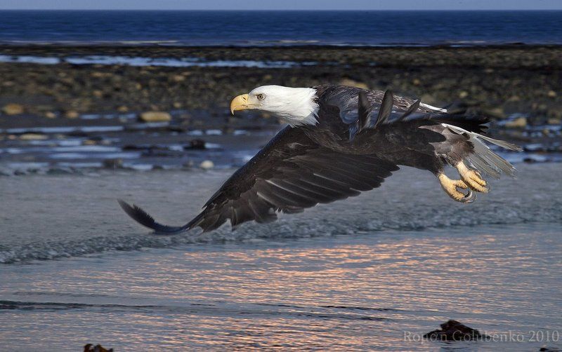 Шасси убраны, полёт нормальный. Аляска 2010photo preview
