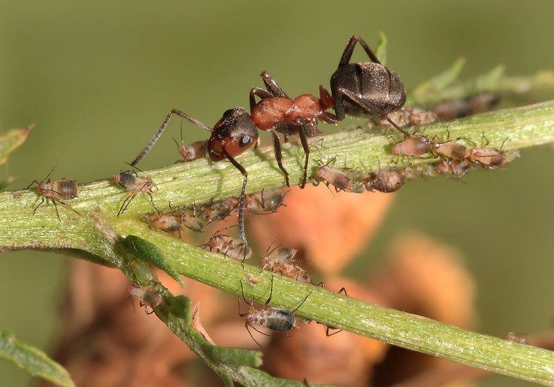 лето, муравей, тля Эй,малыши, не разбегаться тут..photo preview