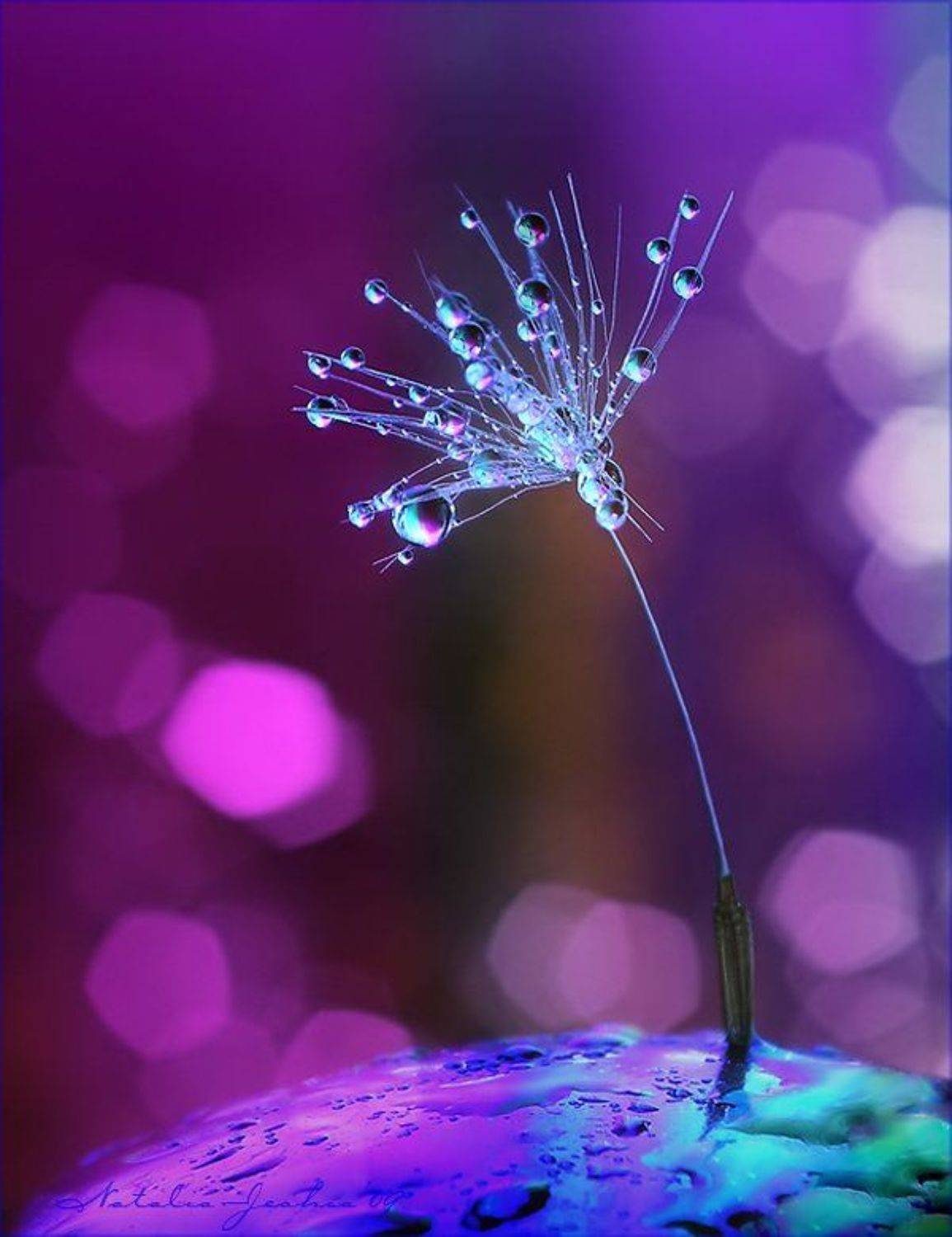 D r e a m D a n c e. Автор: Natalia Jeshoa drop, water, air, капля, вода, воздух, natalia, jeshoa art-macro, Natalia Jeshoa