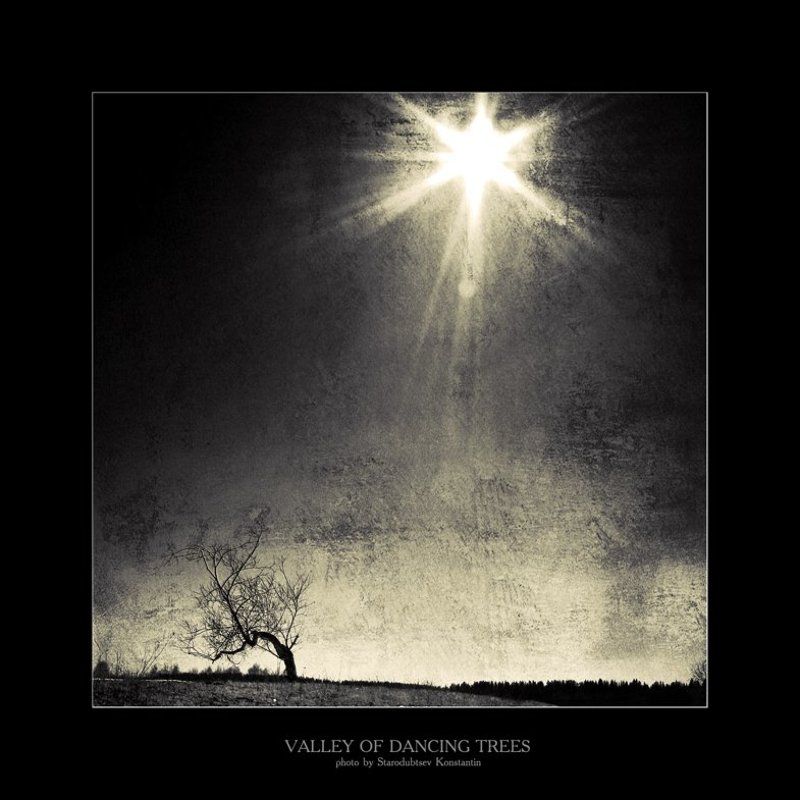 Valley of dancing trees... 1photo preview