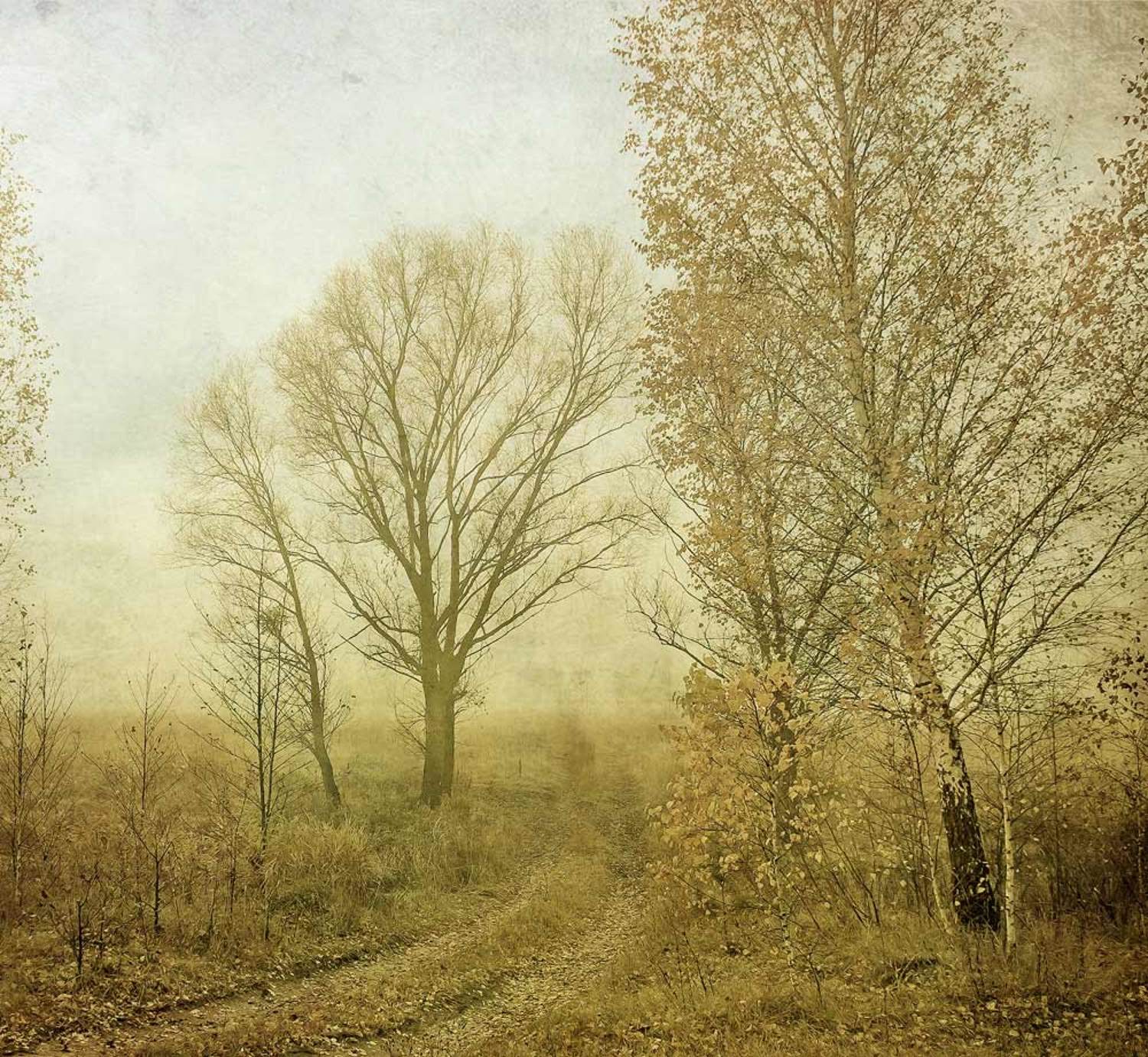 ...роняя последние листья.... Автор: andrem , andrem