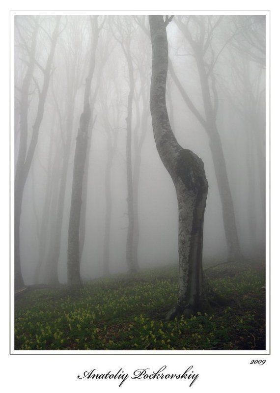 лес, туман, бук, горы, анатолий покровский Затаённоеphoto preview