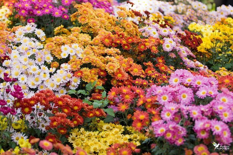 Бал Хризантемphoto preview