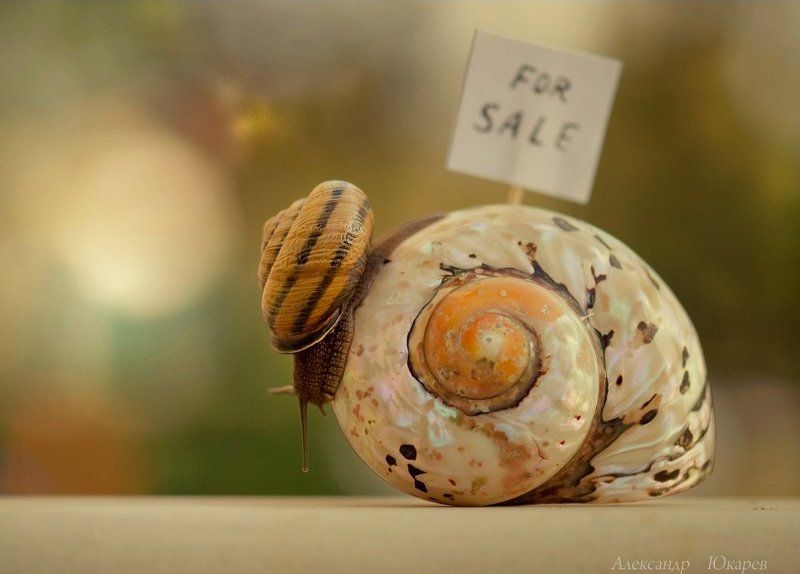 Квартирный вопросphoto preview