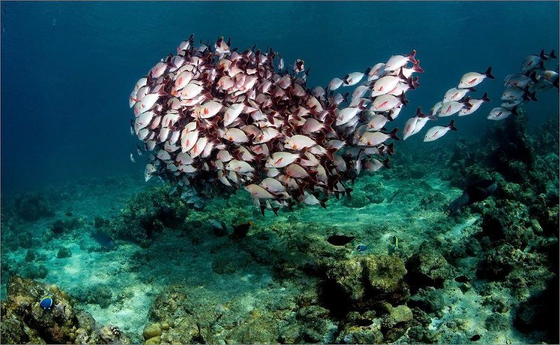 Мальдивы Очередь фото превью