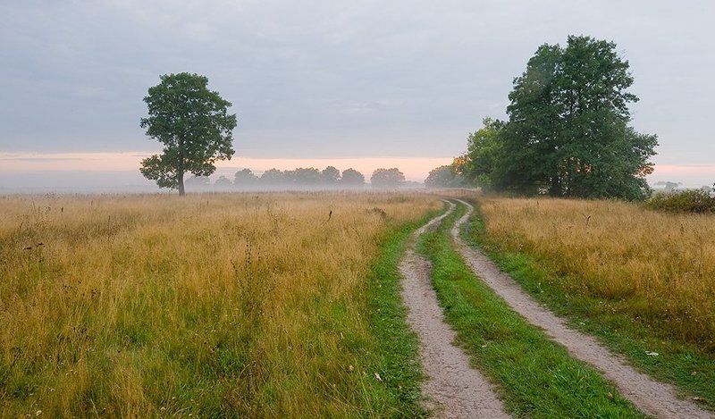 лето, рассвет, туман, поле, дорога, деревья Туманное утроphoto preview