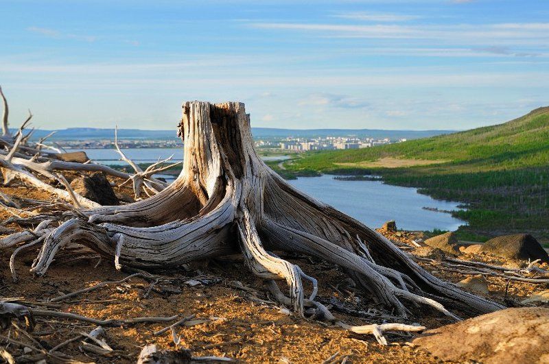 пень, сопка, пригород, лето, эрозия Старый пень на склоне сопки фото превью