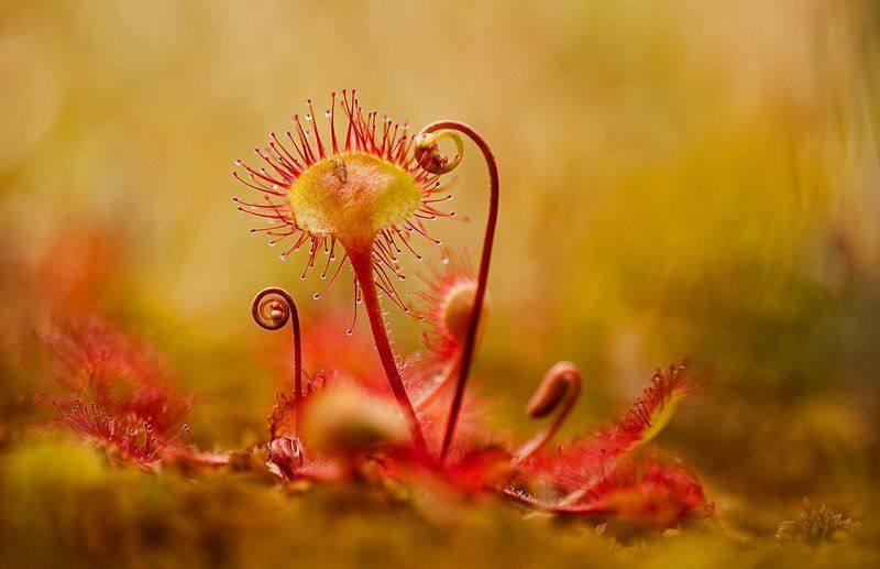 росянка, макропейзаж Другие миры 2photo preview